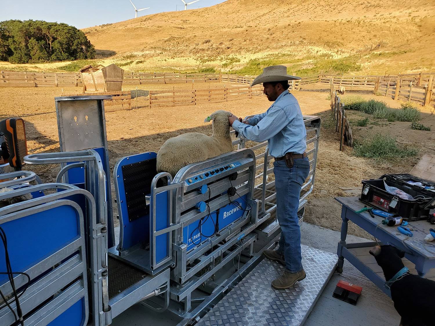 USA Sheep Handler Banner Cameron Krebs