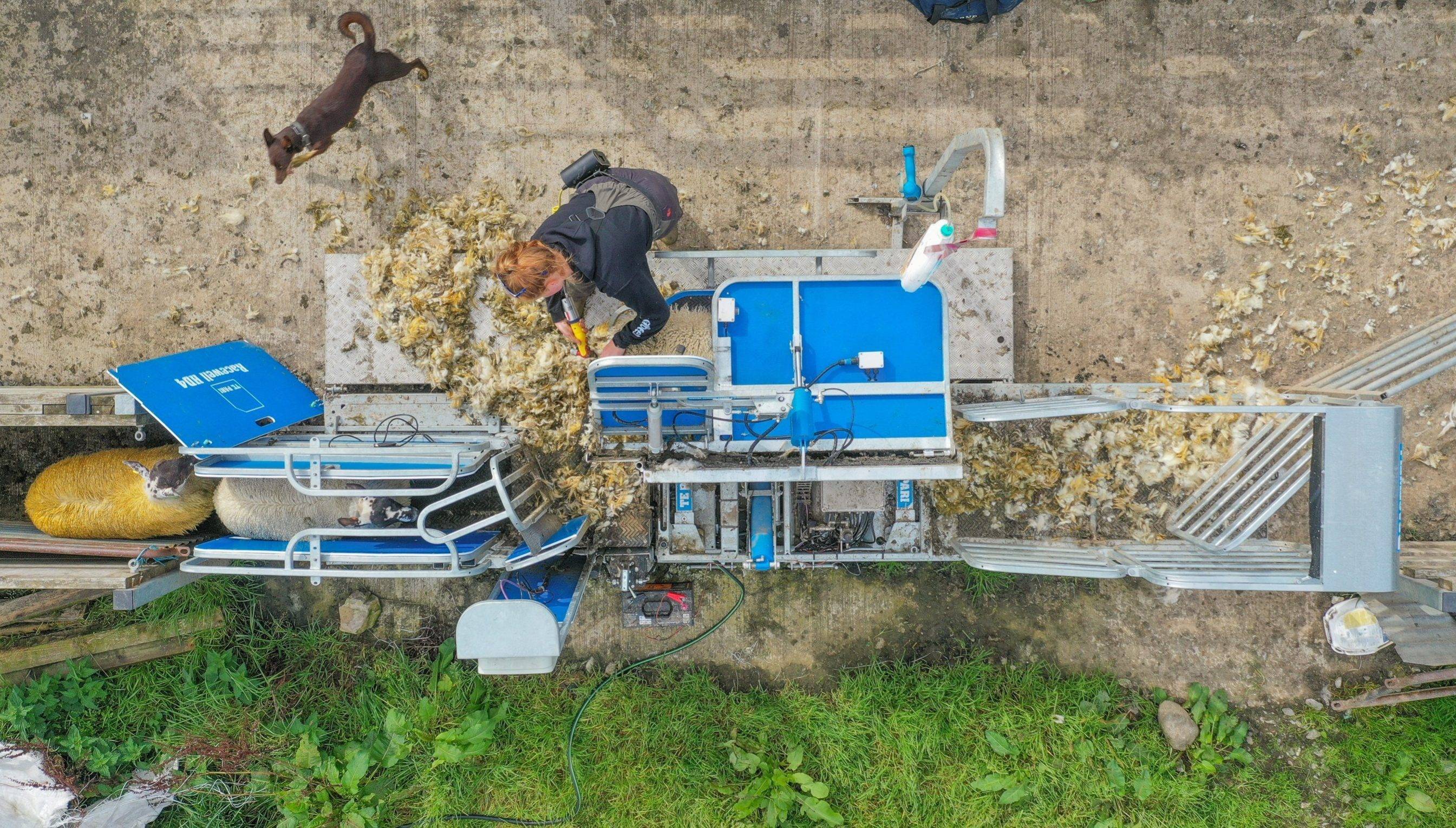 mobile sheep weighing trailer in farm operation