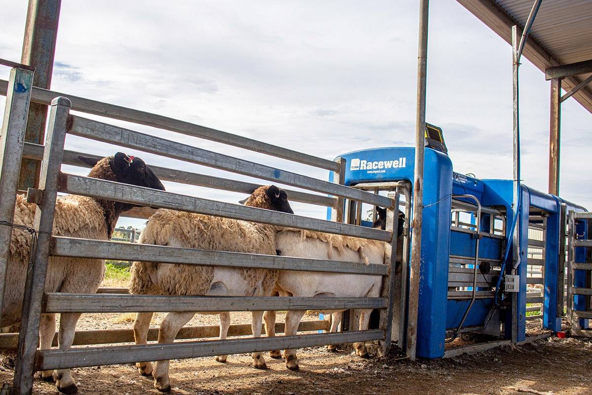 automatic sheep drafter installed in a livestock handling yard