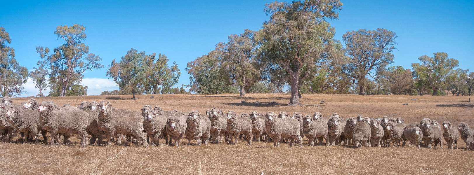 EID Equipment for Sheep and Goats