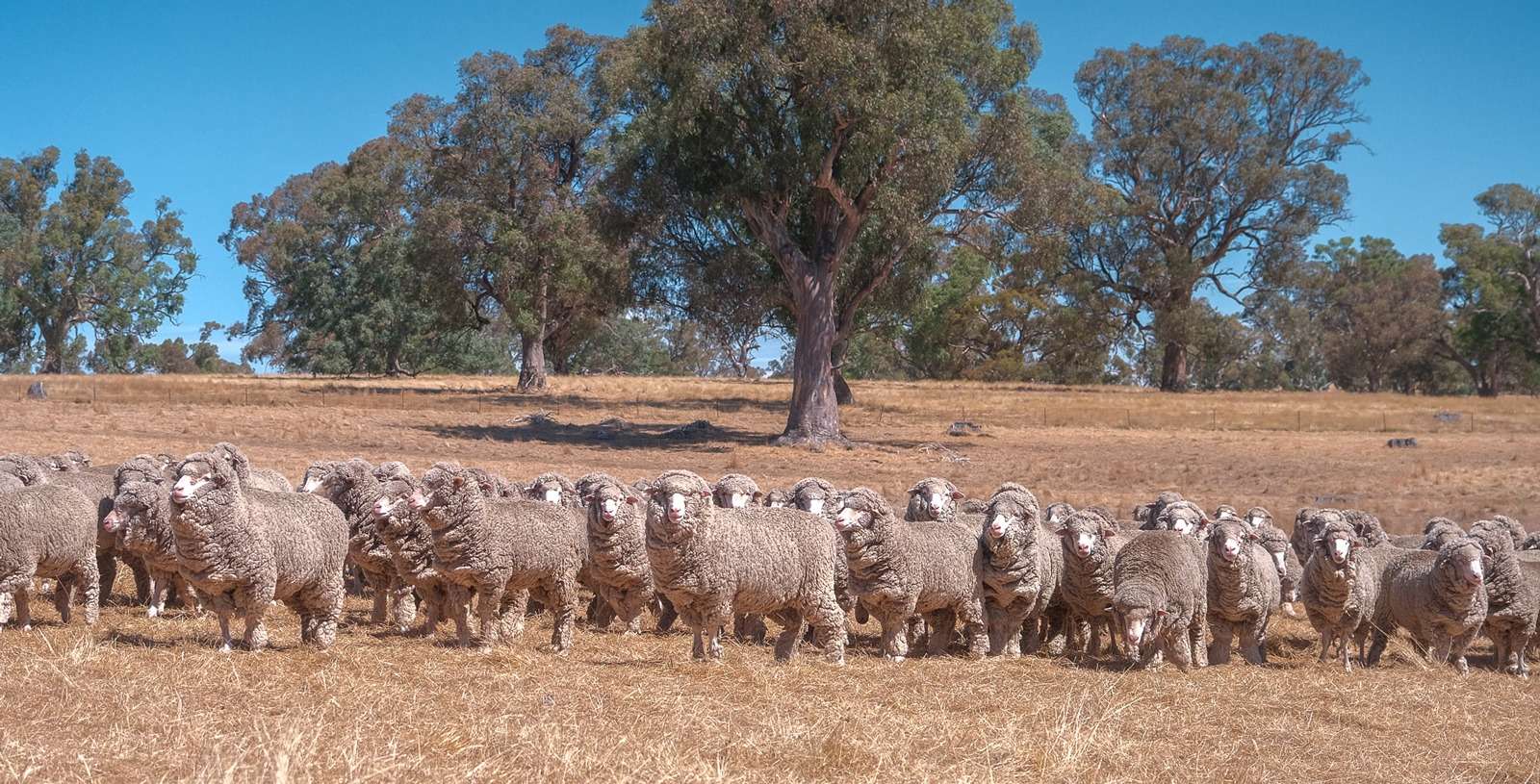 SA Sheep & Goat EID Rebate Scheme