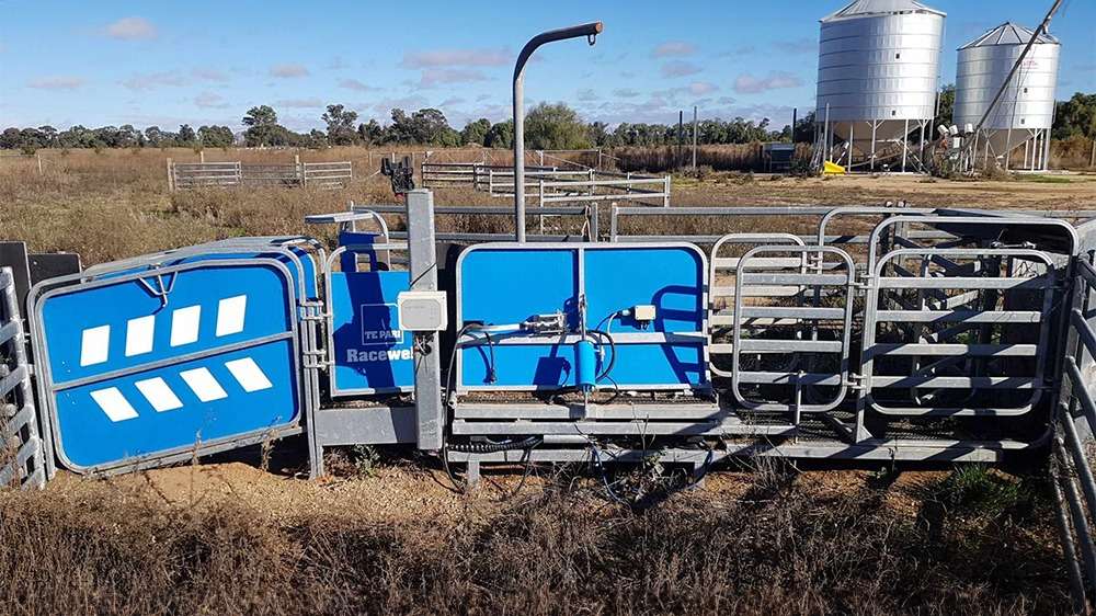 Used Racewell HD3 Sheep Handler