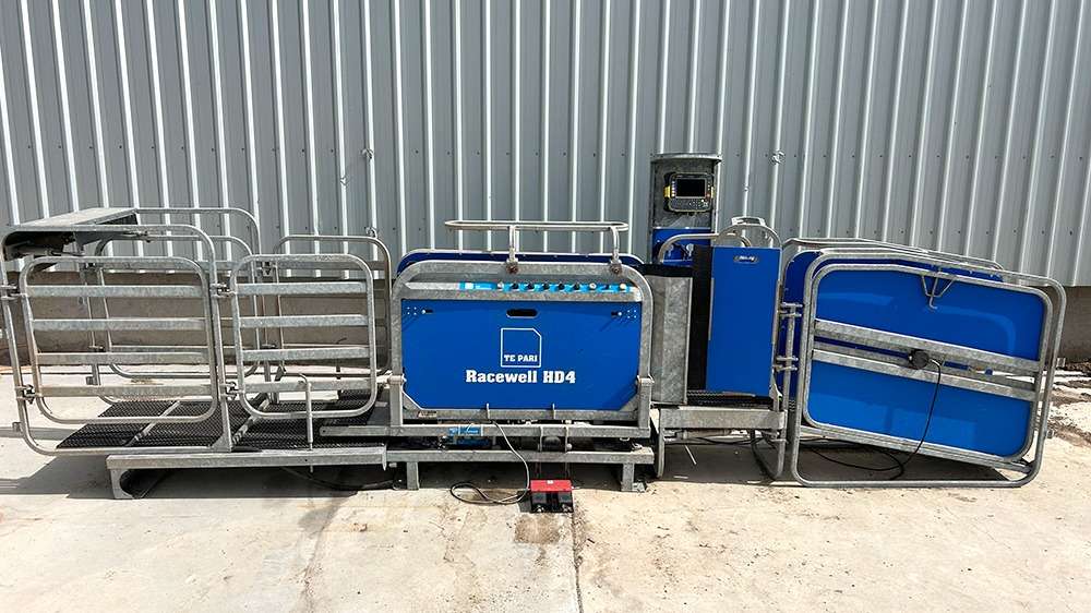 Used Racewell HD4 Sheep Handler