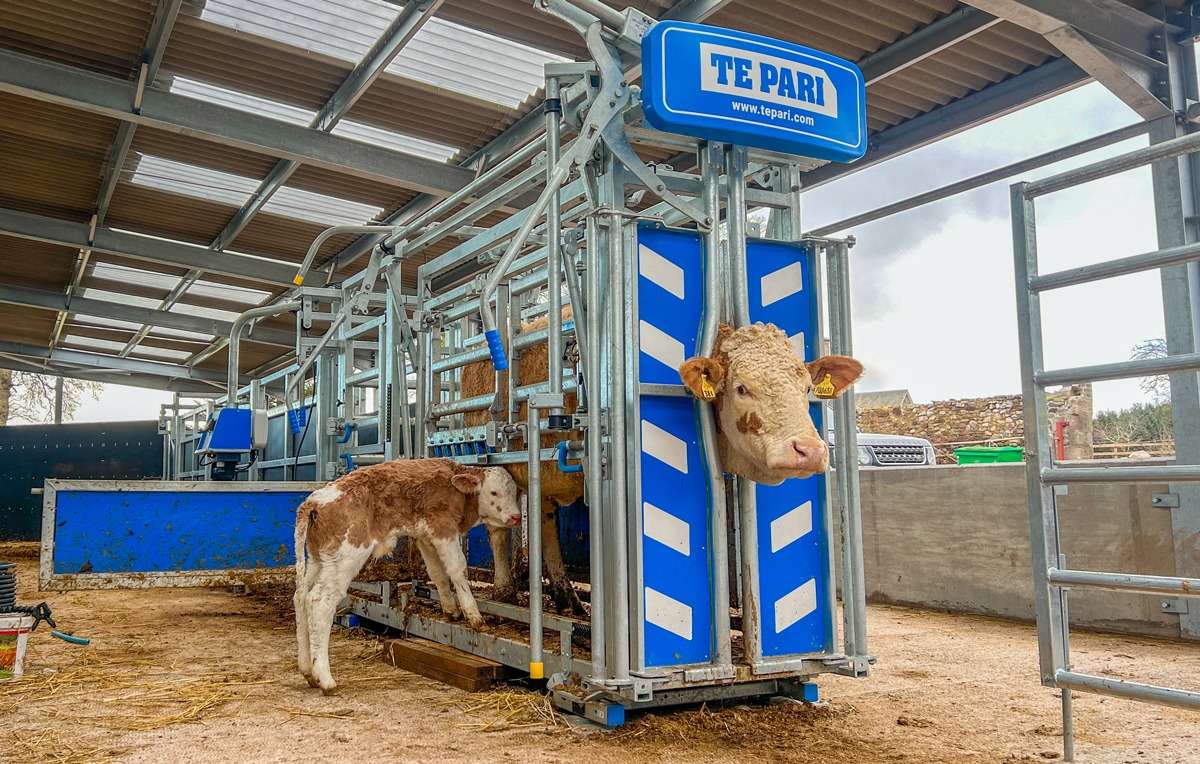 cattle crush lower side gate open mothering on calf