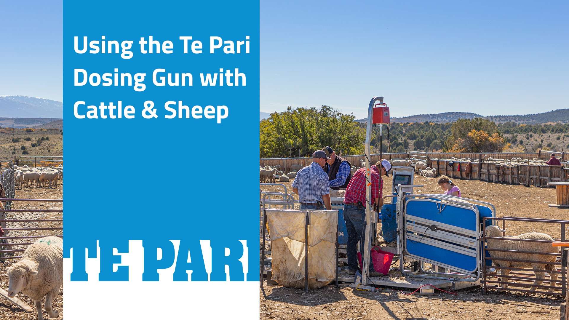 Using the Te Pari Dosing Gun for Cattle & Sheep