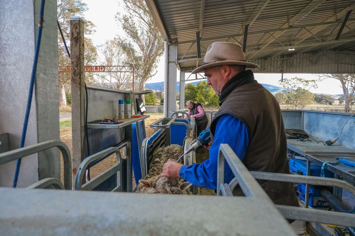 glenlogie farm vic jonathon keith racewell sheep system 02