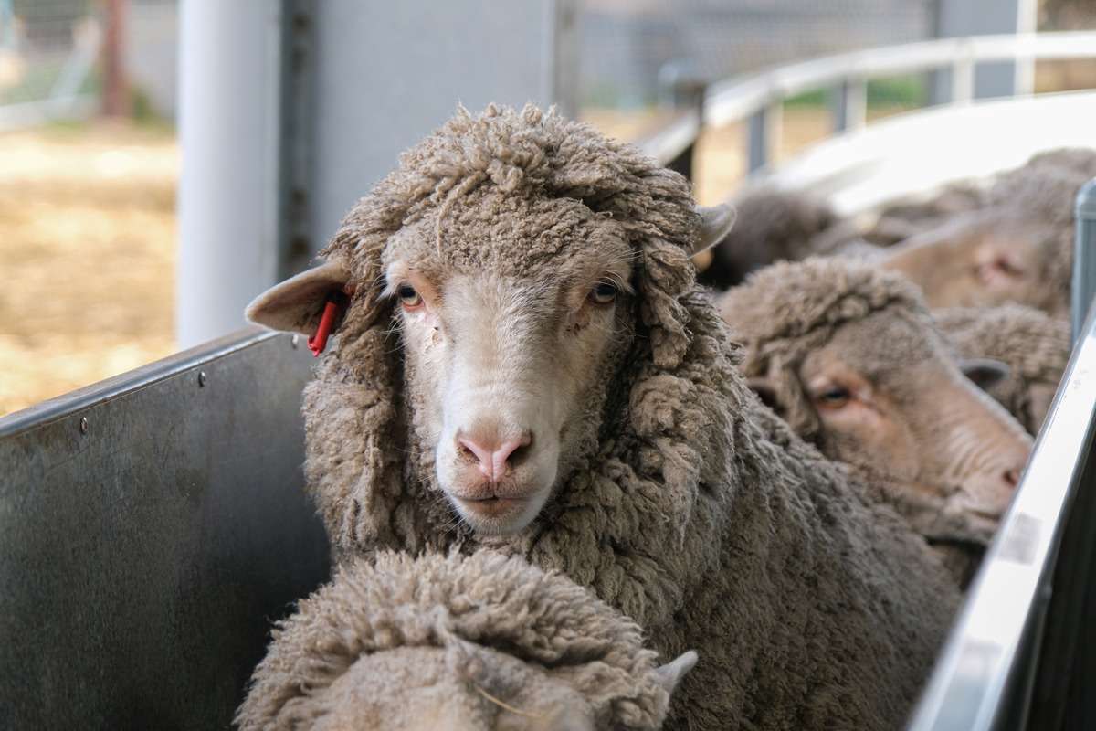 From Flames to Fine Merino: Improving the Flock in Glenlogie