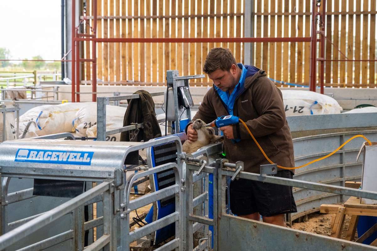 Enhancing Efficiency and Accuracy with a Racewell Sheep Handler