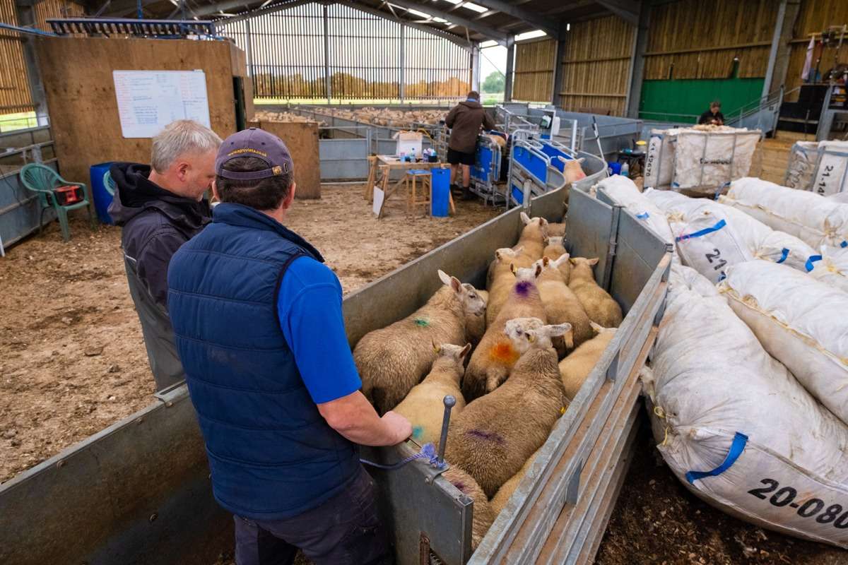 high greenbury farm racewell sheep handler 02