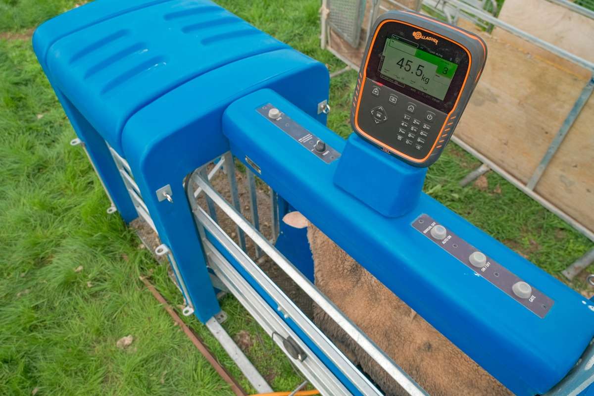 Choosing the Right Livestock Scales: A Comprehensive Buyers Guide