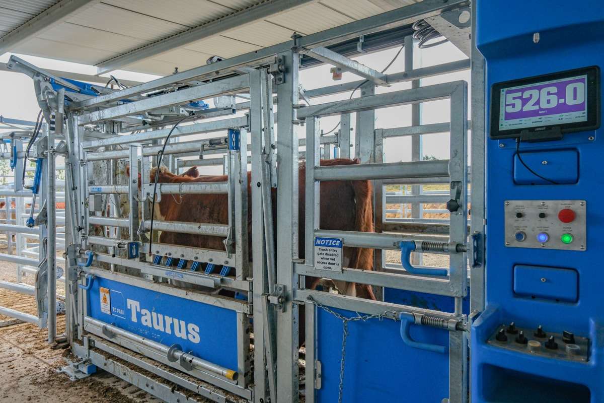 livestock scales taurus crush with te pari scales