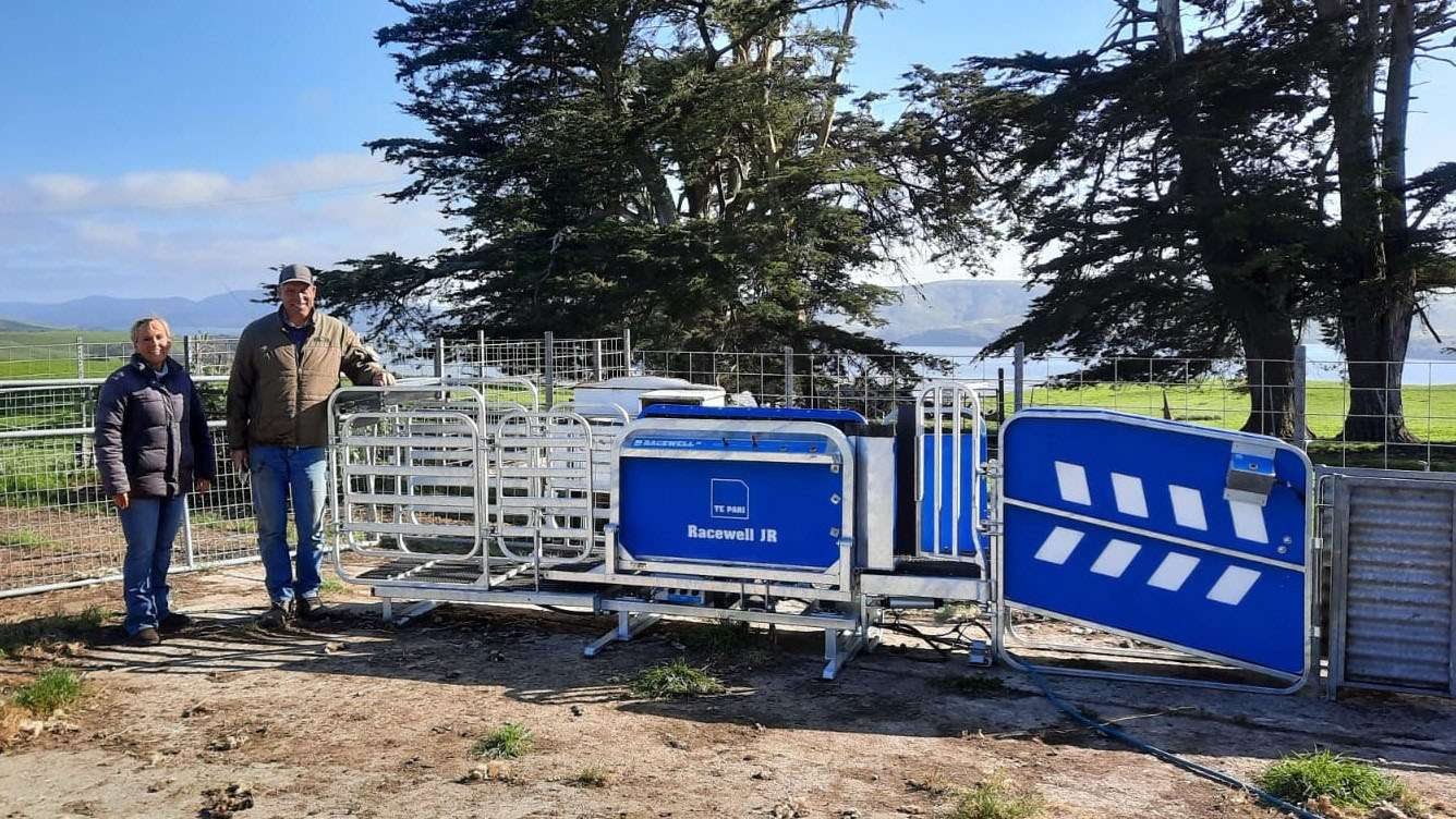 Manual Sheep Handler making sheep work easier in California