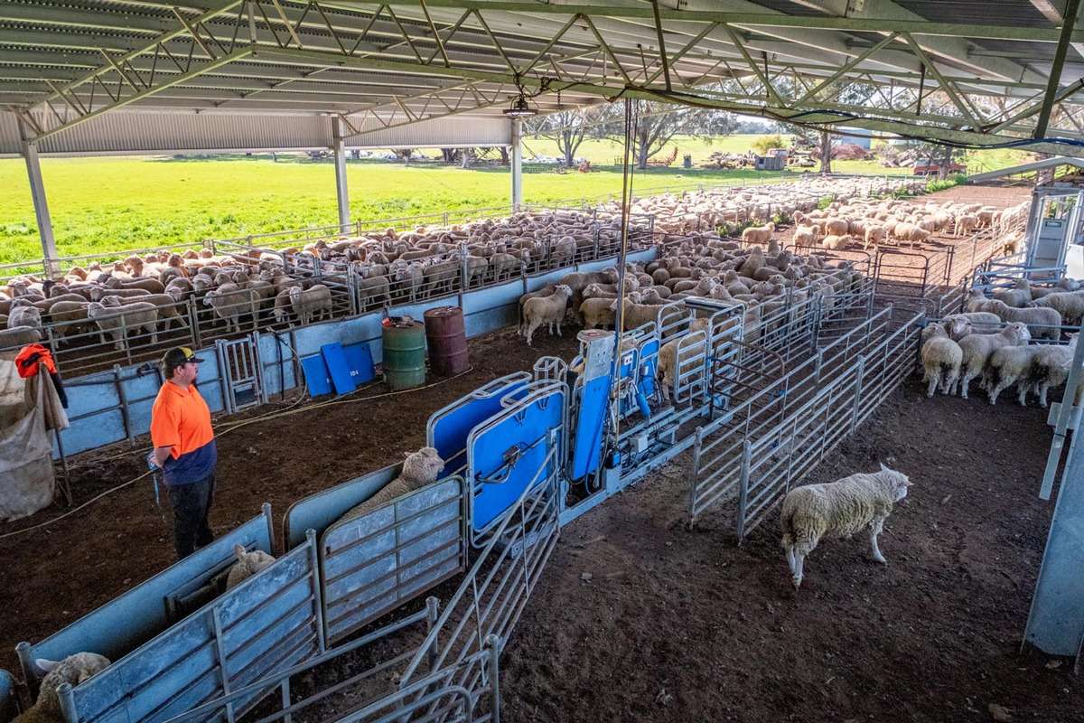 Upgrading for Efficiency: Peter Stone’s new Racewell HD4 Sheep Handler