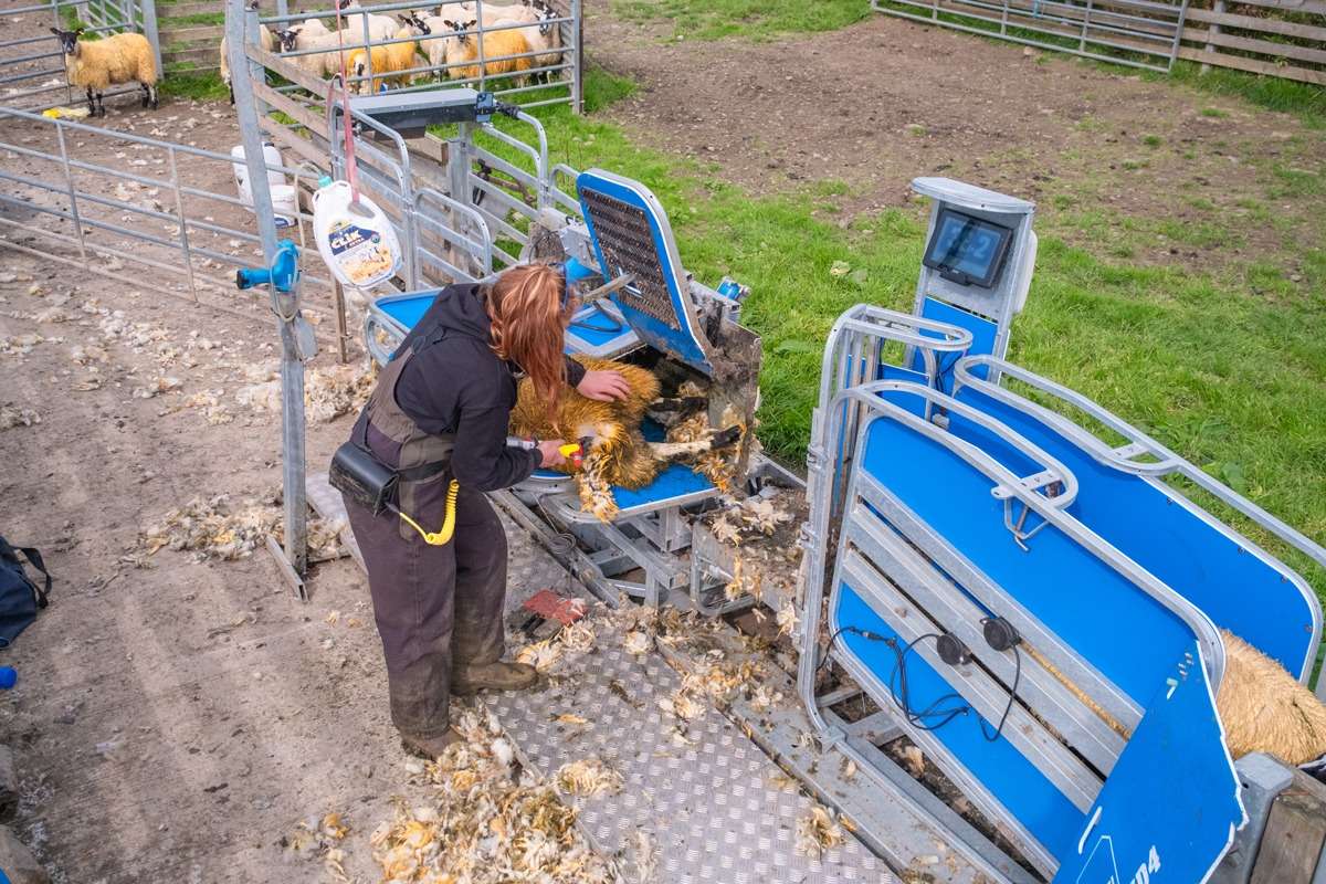 Racewell Auto Sheep Handlers