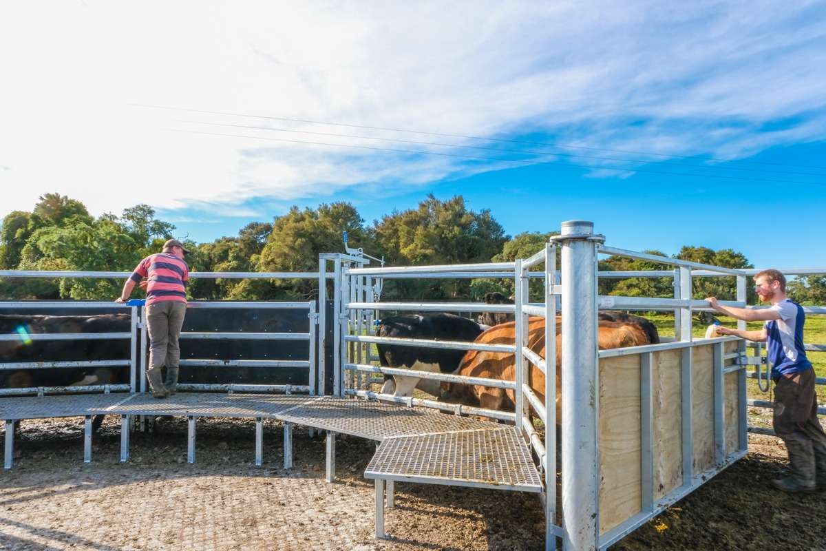 rakaia island dairy farm te pari cattle yards c force