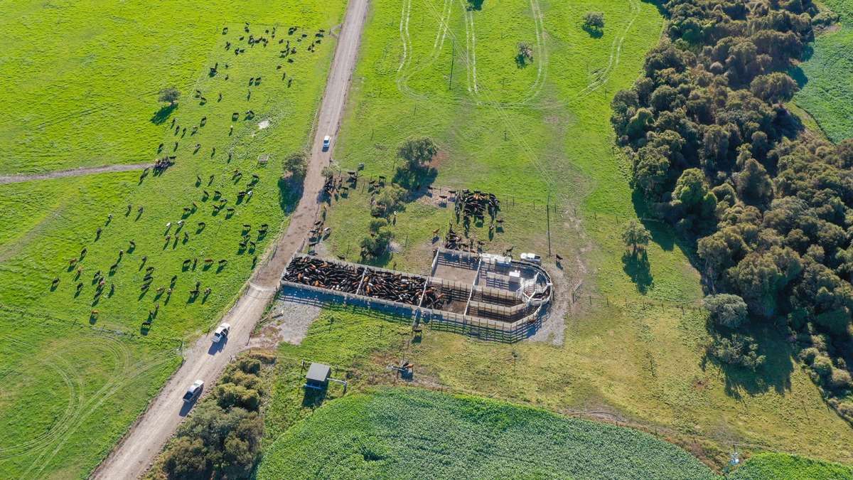 New Cattle Yards improve efficiency and safety at Rakaia Island Dairy Farm