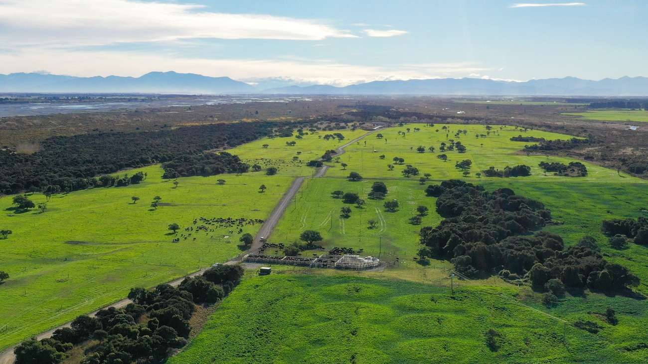 rakaia island dairy farm te pari cattle yards drone 02