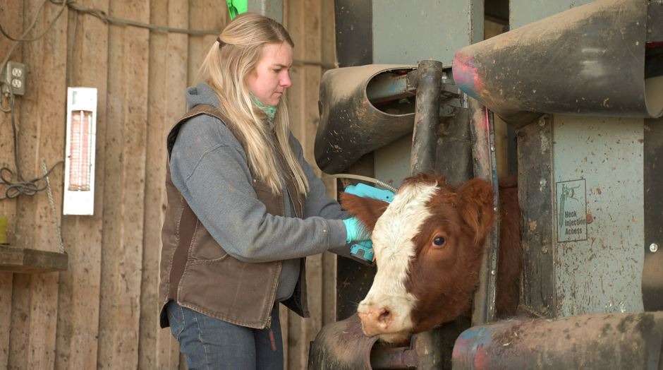 Shaelynn Adams | 6A Cattle Co