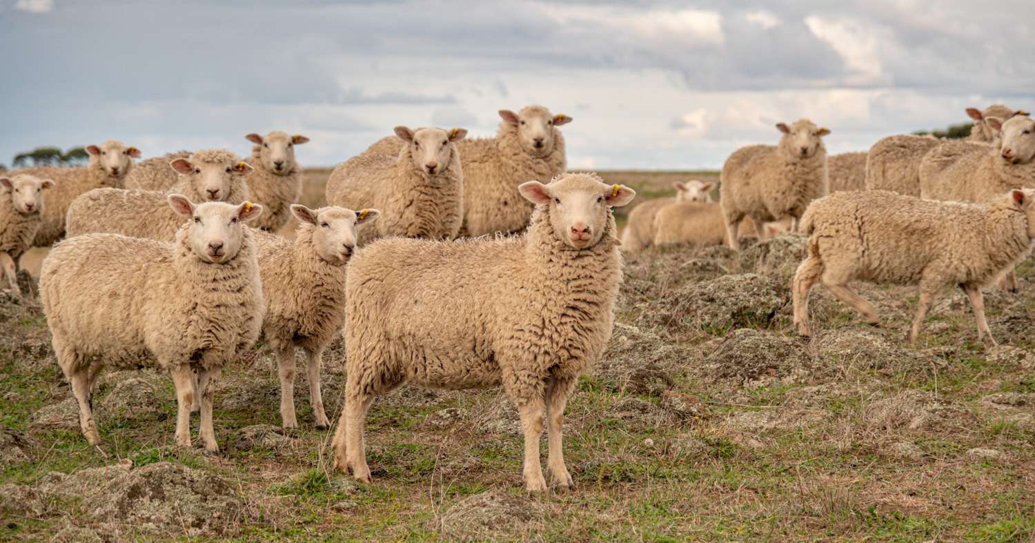 Tasmanian Sheep & Goat EID Rebate Scheme
