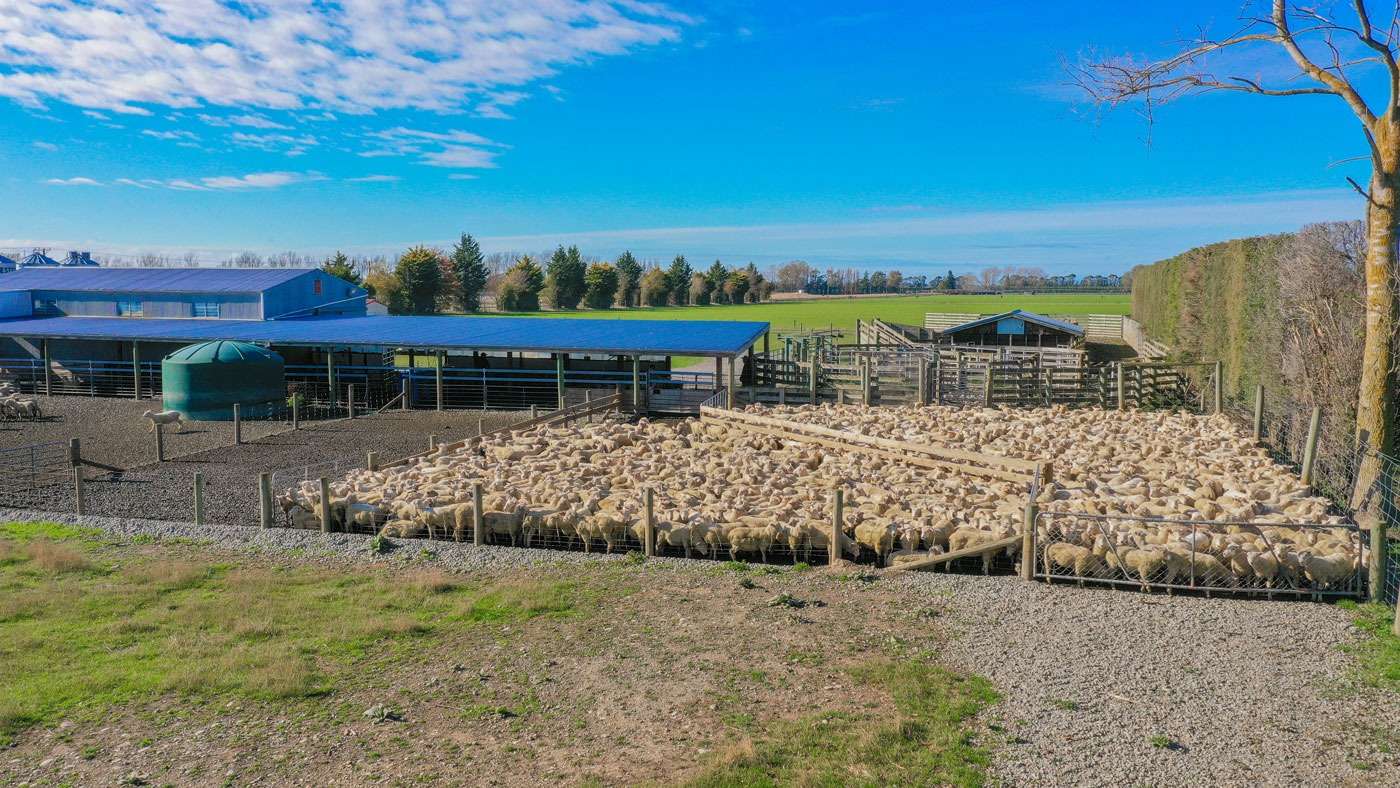 sheep yards mayfield canterbury kevin clucus 02