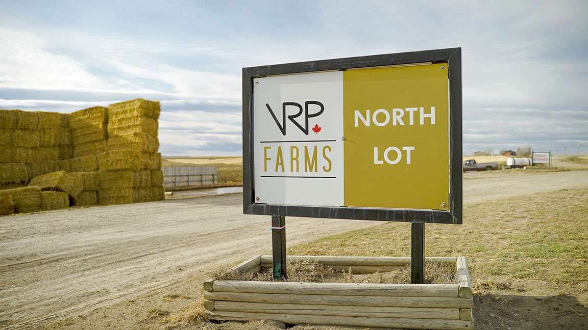 Making Cattle Health Treatments easier at VRP Farms Feedlot